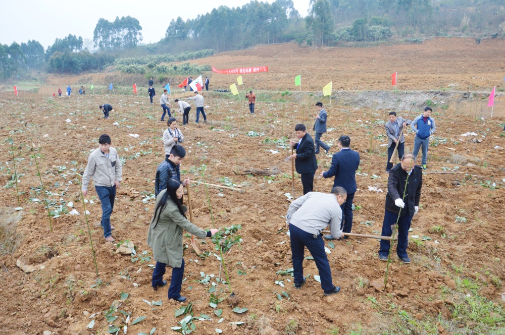 2016年3月2024新澳门2024开展植树活动